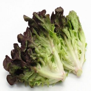 Oak/ Red Oak 1P 红橡生菜一颗