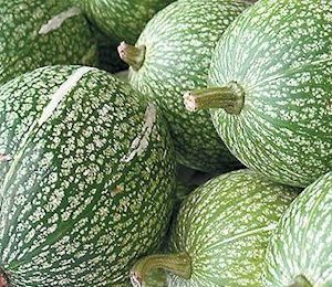 Melon/ Sharkflag Melon 鱼翅瓜